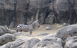 Zebra maryland balt.jpg