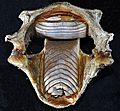 Aetobatus narinari jaws