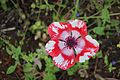 Anemone (Red and white)