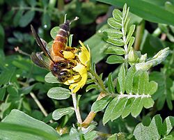Gaint Honey Bee (Apis dorsata) on Tribulus terrestris W IMG 1020