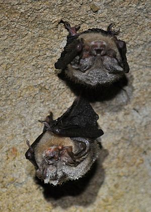 Hibernating Virginia big-eared bats (Corynorhinus townsendii virginianus)