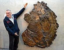 Inoceramus steenstrup, world's largest fossil mollusk
