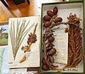 Kew Herbarium pressed and boxed specimens of Raphia australis