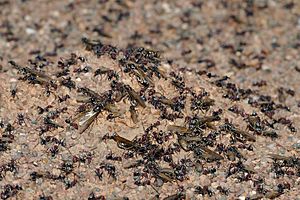 Meat eater ant nest swarming03