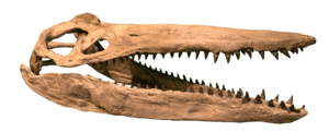 Megacephalosaurus Clean