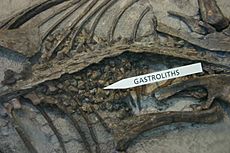 Psittacosaurus stomach stones