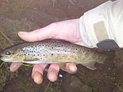Small brown trout river worth
