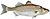 Striped bass morone saxatilis fish (white background).jpg
