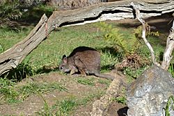 Wallaby at Happy Hollow Park & Zoo