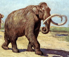 Columbian mammoth cropped