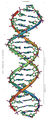 DNA Overview