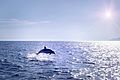 Dolphin at Biševi island