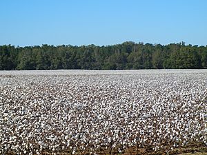 Elko cotton field 4