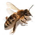 Female Apocephalus borealis ovipositing into the abdomen of a worker honey bee