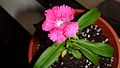 Flower dianthus
