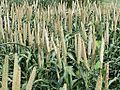 Grain millet, early grain fill, Tifton, 7-3-02