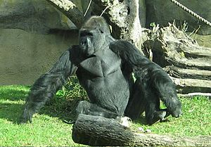 Male silverback gorilla at the Santa Barbara Zoo