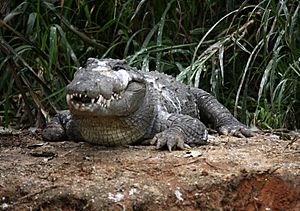 Marsh crocodile or Maggar at Ranganathittu Sanctuary (pix SShukla)