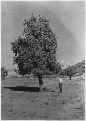 One of many pear trees at the abandoned village, 30 August 1929
