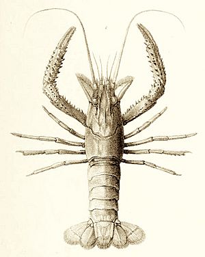 Paranephrops planifrons from The zoology of the voyage of the H.M.S. Erebus and Terror.jpg