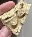 The imprint of a Bryozoa fossil from Wisconsin