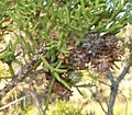 Utah juniper cones 1