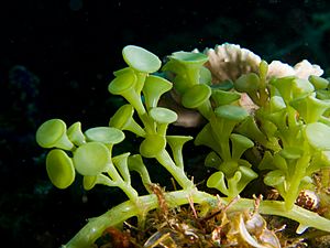 Caulerpa racemosa algae