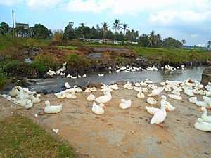 Duck farm in Hainan 02