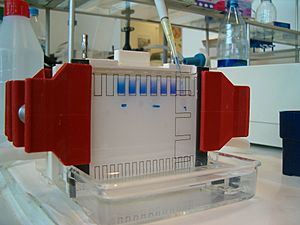 Electrophoresis - Filling 1D gel wells with proteins mixture
