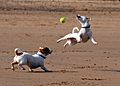 Jack Russell Terrier Eddi Jumping