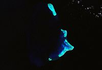 Satellite image of Kenn Reefs