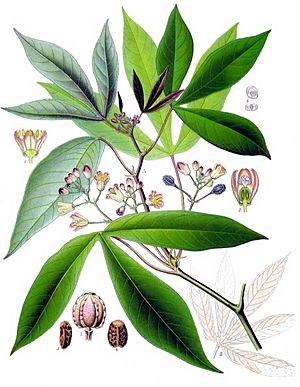 Manihot esculenta - Köhler–s Medizinal-Pflanzen-090