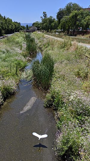 Permanente Creek with egret at Amphitheatre Parkway