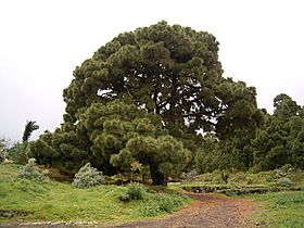 Pinus canariensis (Santa Cruz) 01 ies