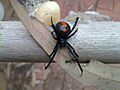 Redback spider (5648356782)