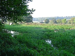 River Chess watercress beds - geograph.org.uk - 66967