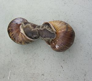 Snails mating in Los Angeles