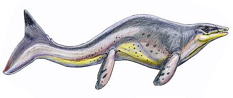 Tylosaurus prorDB15