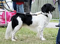 AStabijs - world dog show 2010.jpg