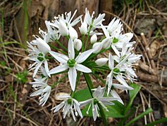 Allium ursinum (Bärlauch) - Blüte