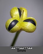 Allium ursinum sl1