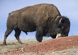 Bison and Prairie Dog in Wind Cave National Park