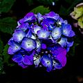 Blue Hydrangea (common names hydrangea or hortensia)