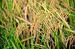 Mature Rice (India) by Augustus Binu.jpg