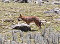 Rare Ethiopian Wolf Feeding, Bale, Ethiopia (9681610337)