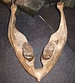 Woolly mammoth jaw