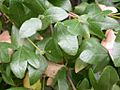 Acer sempervirens leaves