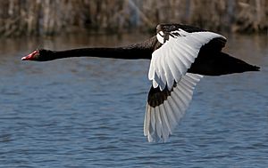 Black Swan in Flight Crop