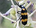 Blister beetle (26390828032)