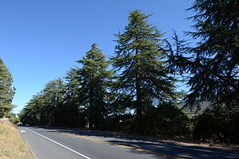 Highway 152 Tree Row.jpg